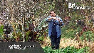 ¿Cuándo hay que podar los manzanos  Briconsulta  Jardinatis [upl. by Guadalupe]