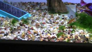 Corydoras Oiapoquensis  Trilby Tropicals [upl. by Emili]