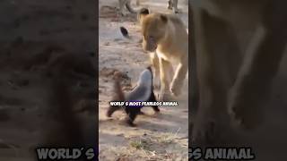 Honey Badgers Fearlessly Facing Off Against Lions in the Wild Rare Footage [upl. by Leraj184]