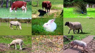 Animales de Granja para niños con vídeos [upl. by Gaskin]