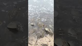 Horseshoe Crabs mating in Delaware Bay wildlife [upl. by Eiggem]