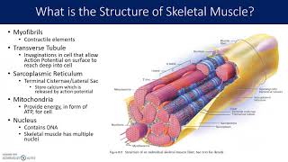 Muscle and Sarcomere Structure [upl. by Reinnej792]