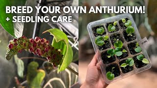 A general guide to Anthurium breeding amp seedling care [upl. by Louis]