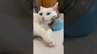 massage 2 CuteAnimals AdorablePets PetsOfYouTube AnimalsOfInstagram PetVideos [upl. by Einttirb]