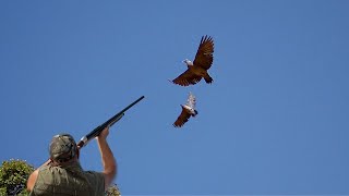 Chasse pigeon ramier Au Maroc  Best Dove Hunting 2024 [upl. by Slaby984]