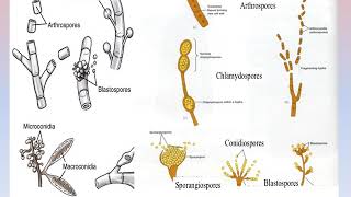 General Mycology video [upl. by Anneyehc]