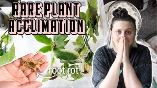 How Are My Plants From GreenSpacesID 🪴 1 month acclimation update [upl. by Hedda]