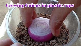 Growing Onions in Plastic Cups  How to grow Indian onions in plastic cups by NY SOKHOM [upl. by Svoboda]