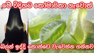 Your hair will grow rapidly if aloe vera is applied like this sinhala  ikmanin konde wawena krama [upl. by Selrahc]