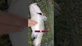 HOW TO Catch Catfish  Fishing ESSENTIALS 🎣 shorts fishing [upl. by Lidaa]