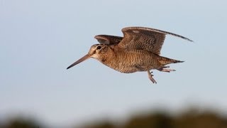 Woodcock on the Black Isle [upl. by Yoreel]