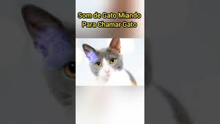 SOM DE GATO MIANDO [upl. by Boehike]