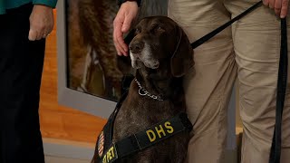 Dog voted to be in Transportation Security Administration 2024 canine calendar joins ABC7 in studio [upl. by Antonio]