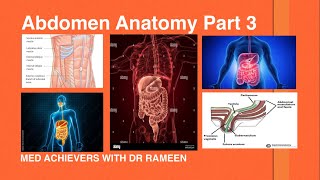 Abdomen Anatomy part 3 [upl. by Nesto]