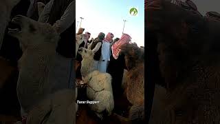 Walk In Camel Market Buraydah Saudi Arabia [upl. by Monteith]