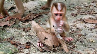 A beautiful baby monkey and a wonderful mother [upl. by Mungovan]