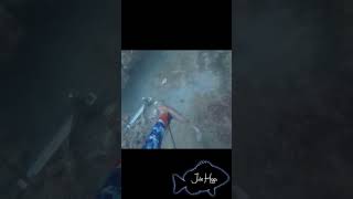 Spearfishing hogfish [upl. by Mina738]