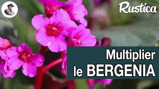 Multiplier un bergenia par bouturage [upl. by Eimoan]