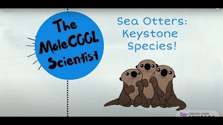 Sea Otters  Keystone Species [upl. by Budwig]