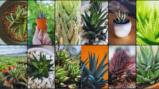 HAWORTHIA VARIETIES  Plants Weekly [upl. by Teufert215]