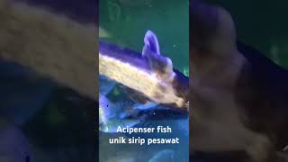 ACIPENSER fish unik MIRIP PESAWAT TEMPUR ikan aquarium [upl. by Jarrod469]