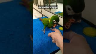 Baby pet parrot steps up for the first time  Pneuma the Yellow Collared Macaw learns first trick [upl. by Dnomse403]