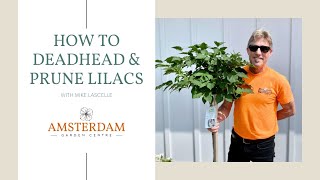 How to Prune and Deadhead Lilacs [upl. by Llenwad]