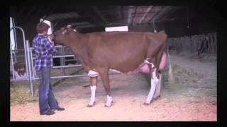 Westcoast Holsteins RMH Sale Consigment [upl. by Noraed257]