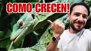 Como CRECEN los BEBES VARANOS IGUANAS SERPIENTES RANA PACMAN Un ESPECTÁCULO 🐸🐍🦖🐉 [upl. by Ainer433]