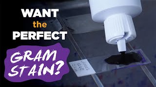 How to prepare the perfect Gram stain  Gram staining procedure [upl. by Desimone526]