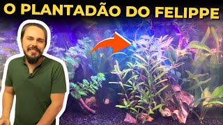 🔴O AQUÁRIO DENSAMENTE PLANTADO DE 39 LITROS DO FELIPPE Mr Betta [upl. by Ttik]