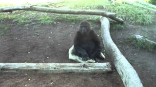 San Diego Zoo gorillas mating 112011 [upl. by Aicertap550]