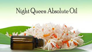 The Health Benefits Of Night Queen Absolute Oil [upl. by Ailemap]