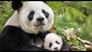 Premier anniversaire des jumelles Panda Yuandudu et Huanlili au zoo de Beauval [upl. by Aznecniv296]