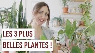 Trois plantes dintérieur tendances [upl. by Ahseenyt]