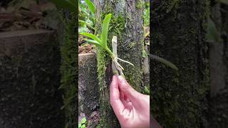 propagation dendrobium plants on wood short [upl. by Dale]