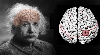 Phát hiện chấn động khi mổ não Einstein Anhxtanh nghiên cứu [upl. by Inna]