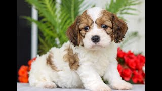 Cavachon Puppies for Sale [upl. by Cawley201]