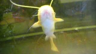 albino meerval in aquarium albino welscatfishsilurus glanis [upl. by Suaeddaht]