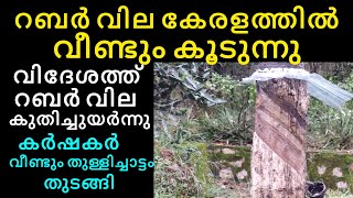 റബർ വില കൂടി  Rubber price increased  Manoj nediyackal rubber tapping [upl. by Atteuqaj]