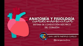 ANATOMÍA y FISIOLOGÍA CARDIOVASCULAR [upl. by Zel]