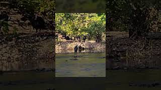 Turkey Encounter on the Niangua River [upl. by Adniral]