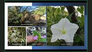 quotLas plantas Vasculares endémicas de la Región del Cabo Baja California Sur recuento de especies y [upl. by Llovera]