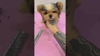 Bigeyed Yorkshire terrier brother Cute puppy 😍 Best cutest dog video puppy dog cutedogs [upl. by Tsnre827]