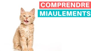 Comprendre les miaulements de son chat Conseils amp Astuces [upl. by Edveh]