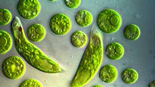 Chlamydomonas amp Euglena viridis [upl. by Tnahsarp]