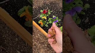 Growing Edible Mushrooms in Your Backyard growfoodnotlawns gardentips gardeningideas [upl. by Hemingway]