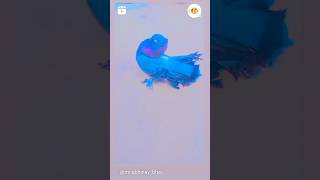 Indian fental pigeon ❤️viral pigeon pigeonpigeon trending trendingshorts kabootar [upl. by Kameko616]