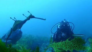 Magic Point Grey Nurse Sharks Weedy Sea Dragons Sydney [upl. by Placia]