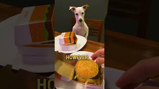 Dog Not Too Happy About his Hamburger 🤣 [upl. by Sinne]